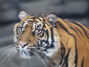 Supporting image for story: Twycross Zoo thanks customers for successful year