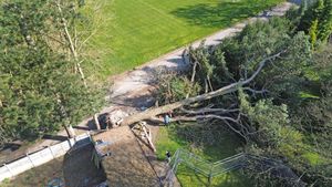 The tree remains in the gardens of the two properties 