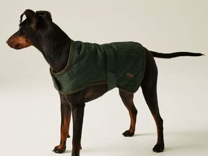 Supporting image for story: Regatta's Black Friday dog coat deals start at just £7.50