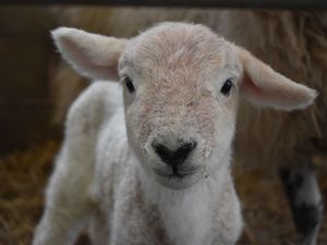 Supporting image for story: Fordhall Farm celebrates arrival of baby Pancake as lambing season in motion 