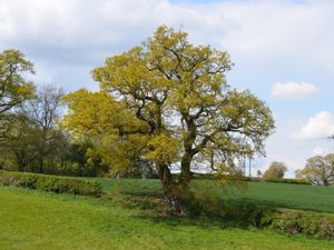 Supporting image for story: Celebrity backers see signatures sky-rocket on 'Save Darwin's Oak' petition