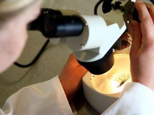 Supporting image for story: Scientists get stem cells shaking to generate new bone