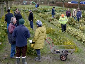 Supporting image for story: Tenbury mistletoe auction cancelled for first time in more than 150 years