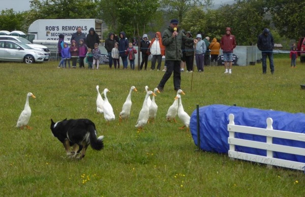 Pigs but no feathers fly for first Radnorshire agricultural show of the season