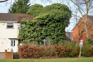 A house on Walkers Heath Road in Kings Norton, Birmingham was completely taken over by ivy and other foliage.