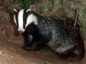Supporting image for story: Farmers tell MP of 'incredible stress' over badgers 'killing' cattle