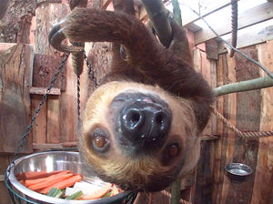 Supporting image for story: Reggie the sloth is Dudley Zoo's most popular animal