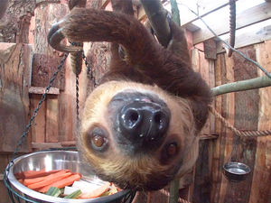 Supporting image for story: Reggie the sloth is Dudley Zoo's most popular animal