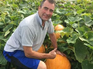 Supporting image for story: Canalside Farm prepares for their first ever pumpkin crop