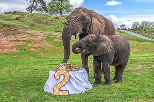 Supporting image for story: Elephant hits 'terrible twos' at West Midlands Safari Park