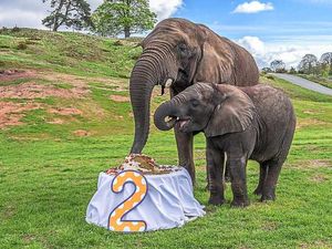 Supporting image for story: Elephant hits 'terrible twos' at West Midlands Safari Park