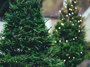 Supporting image for story: Council offering free Christmas tree drop off points 