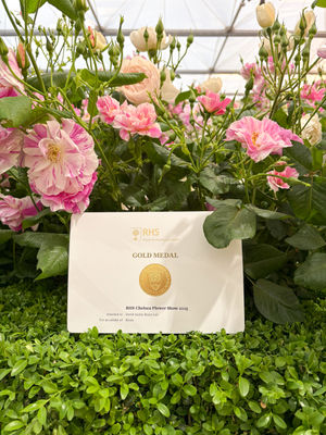 The company's stunning display has secured a gold medal.