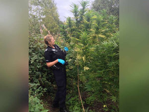 Supporting image for story: Huge 8ft cannabis plants discovered in village field