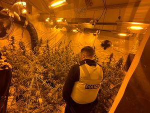Supporting image for story: Police raid building in Dudley to find cannabis factory with 70 plants inside