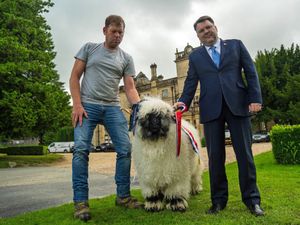 Supporting image for story: Records tumble as Palé Hall owners establish rare breed sheep flock

 