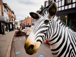 Supporting image for story: The wild Wyle Cop: Animals appear on famous Shrewsbury street
