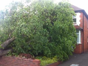 Supporting image for story: Tree hits house after being brought down in high winds