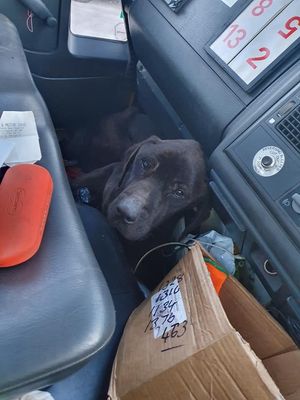 The dog was found near the A41 in Albrighton by Martin Yates