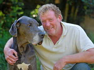 Supporting image for story: Great Dane from Black Country is now one of oldest in country after eating full chicken every day
