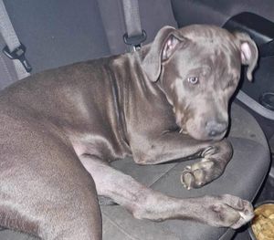 Sky pictured before she was seized by police