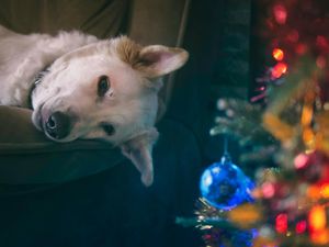 Supporting image for story: Seven Christmas foods dangerous to dogs
