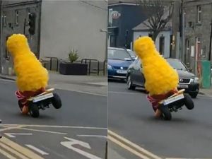 Supporting image for story: Big Bird spotted pulling wheelies in St Patrick’s Day celebration