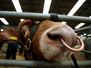 Supporting image for story: Traffic forced to ‘steer’ clear as wild bull causes M32 chaos