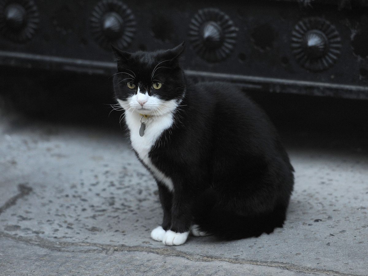 Former Foreign Office chief mouser Palmerston dies in Bermuda