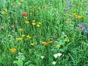 Supporting image for story: Talk on restoring Shropshire's roadside verges