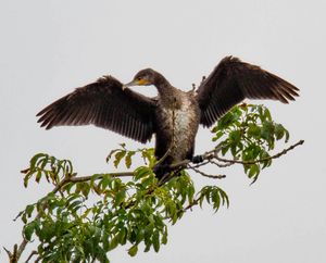 John Cooling's cormorant