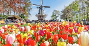 How Dutch can you get? – A windmill among the tulips at the Keukenhof