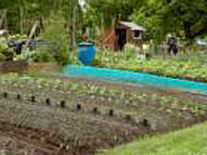 Supporting image for story: Growers tackle vandals