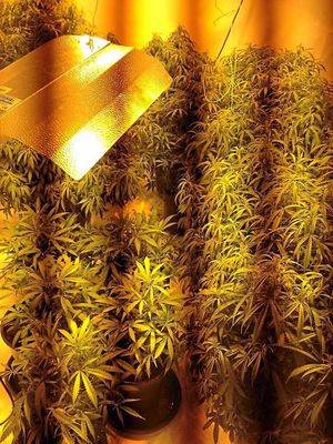 Rows of cannabis plants that are nurtured under lights