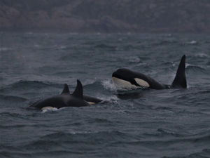 Supporting image for story: Peter Rhodes on a marine miracle, a rejected runway and the arrival of a baby boy