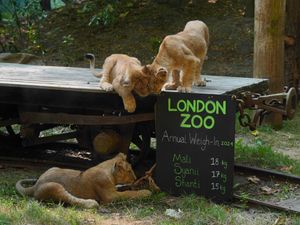 Supporting image for story: Keepers find creative ways to measure animals at zoo housing 14,000 creatures