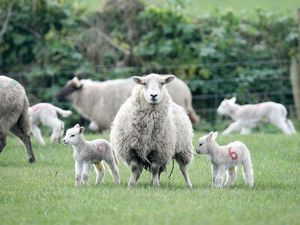 Supporting image for story: Farmers call for tougher dog attack laws