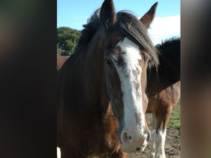 Supporting image for story: Sadness at death of Oswestry attraction's much-loved horse, Charm