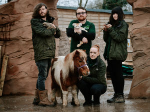 Supporting image for story: Exotic Zoo makes last-ditch plea