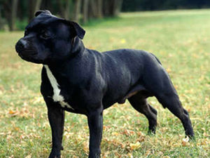 Supporting image for story: Rehabilitating the Staffie