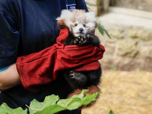 Supporting image for story: Fireworks blamed for death of red panda kit at zoo