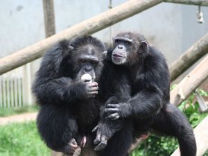 Supporting image for story: Capacity for language evolved at least 30 million years ago, scientists believe