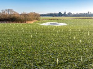 Supporting image for story: National Trust planting 800 football pitches worth of woodlands over winter