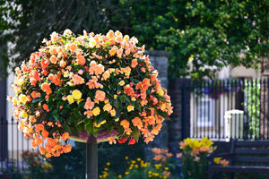 A stunning floral feature in Oswestry. Photo: Graham Mitchell