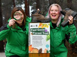 Supporting image for story: 'Ditch the screen and feel good with nature' - Message from forestry chiefs for Cannock Chase visitors