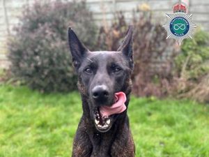 Supporting image for story: Staffordshire Police dog helps in search for and arrest of suspected car thieves