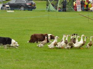 Supporting image for story: New dog rules would mean 'putting sheep dogs and hunt hounds on leads' - councillor