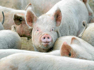Supporting image for story: Shropshire Farming Talk: Attracting fresh talent to the pig industry