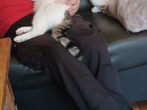 Supporting image for story: Animal rescue centre near Wolverhampton under investigation after customer finds out his cat was stolen from a house in Bradford