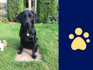 Supporting image for story: Shropshire college’s sponsored Guide Dog puppy reacting ‘excellently’ to first year training
